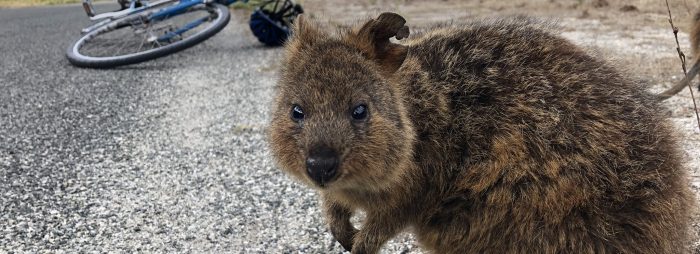 Rottnest Island: Land of the cuties 10 Rottnest Island: Land of the cuties 10