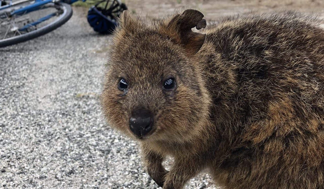 Rottnest Island: Land of the cuties